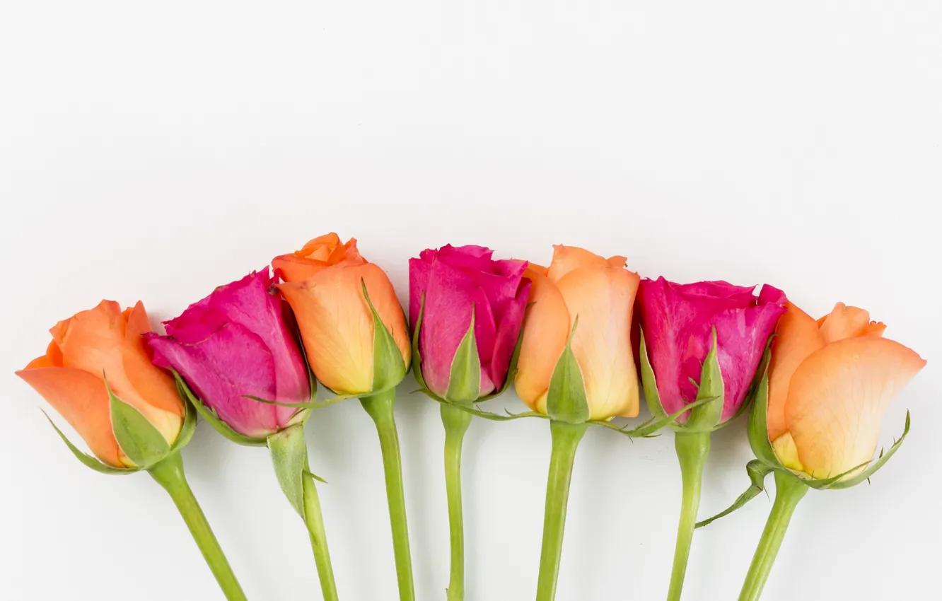 Photo wallpaper flowers, yellow, roses, pink, buds, yellow, pink, flowers