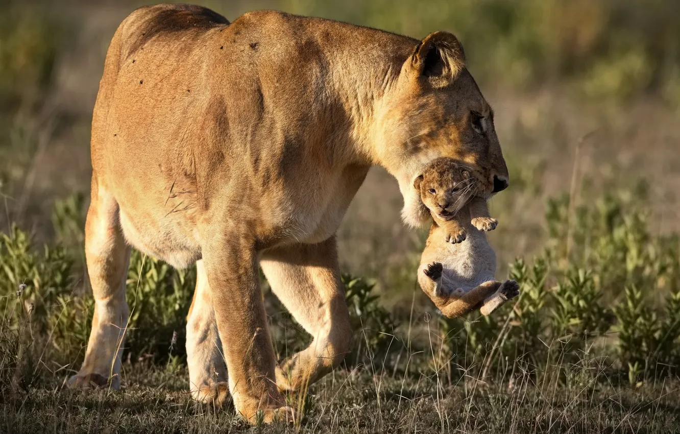 Photo wallpaper lioness, Cub, felines