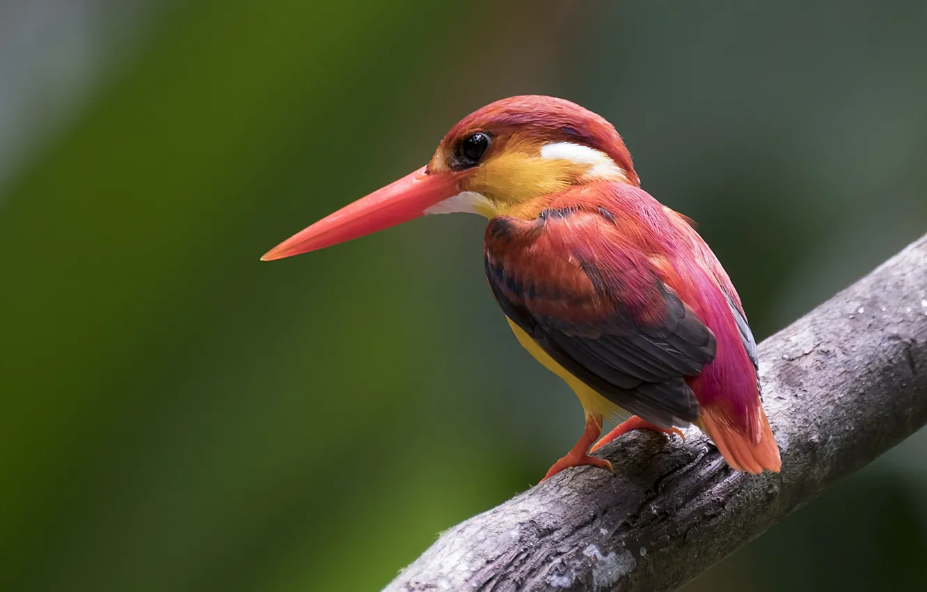 Photo wallpaper trees, bird, ruby Kingfisher