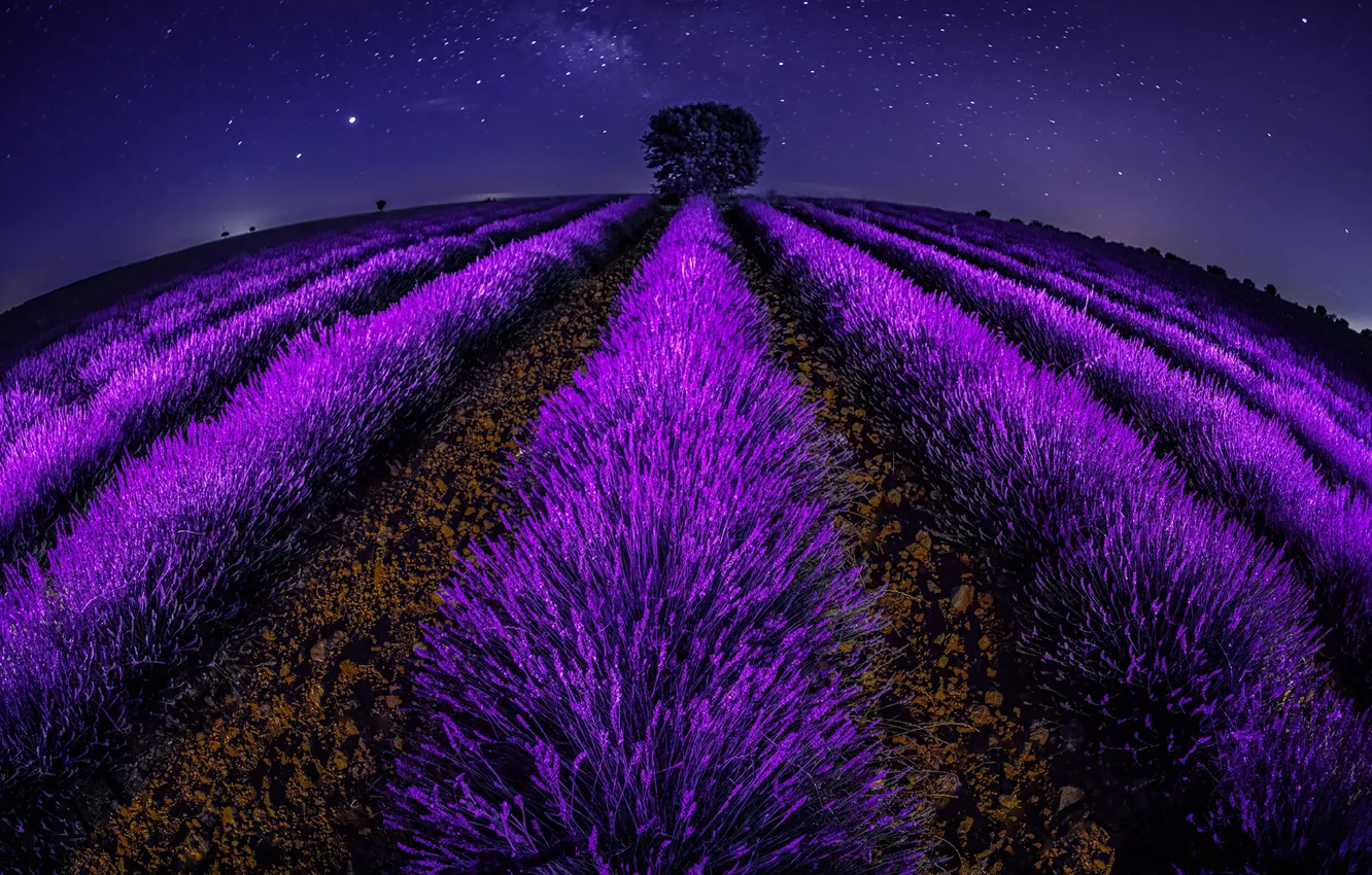 Photo wallpaper night, distortion, lavender, fisheye, lavender field