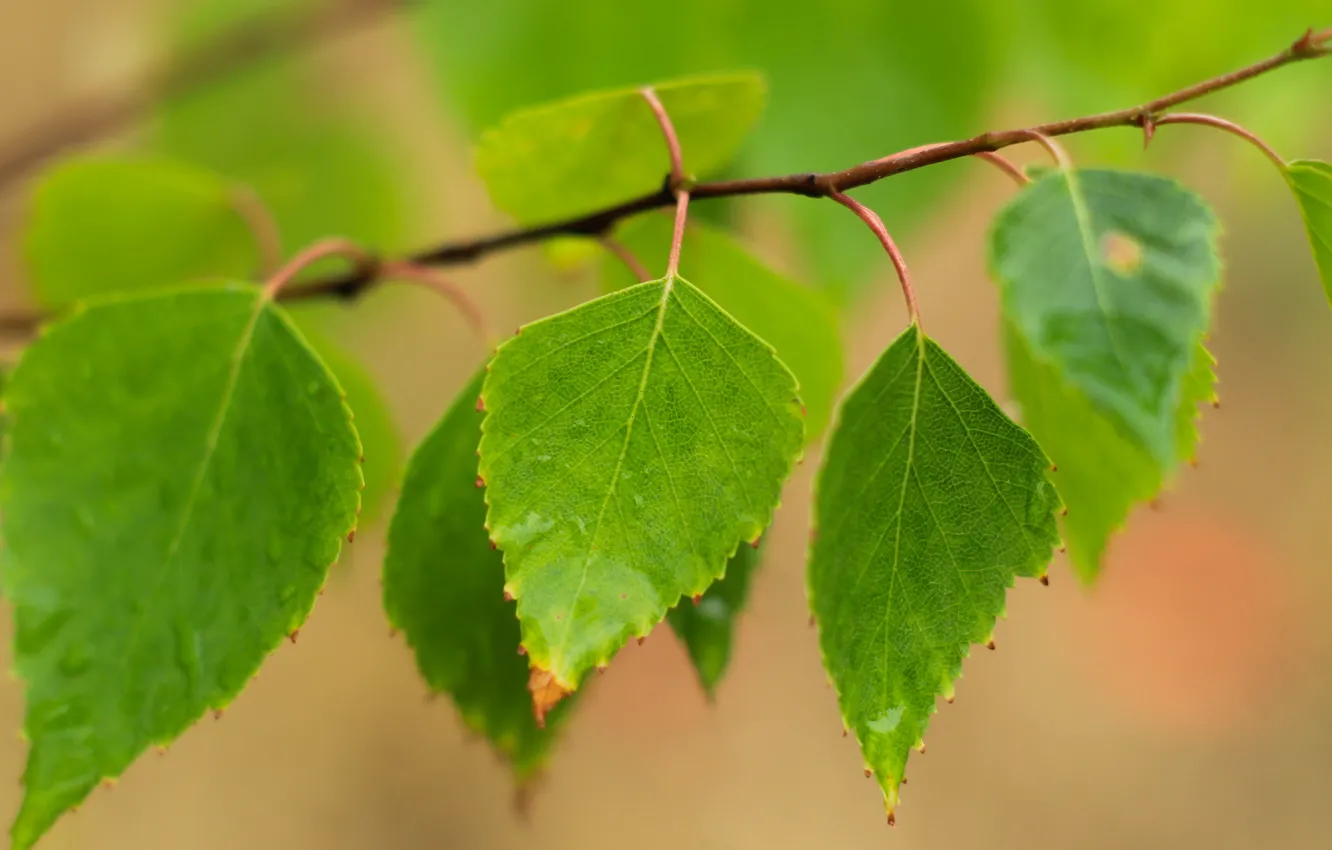 Photo wallpaper green, leaf, twig, Birch