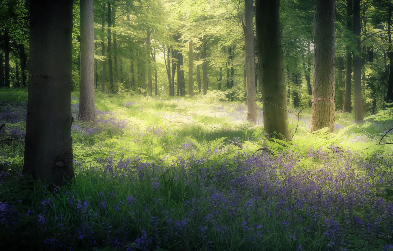Photo wallpaper greens, forest, light, trees, flowers, branches, Park, thickets