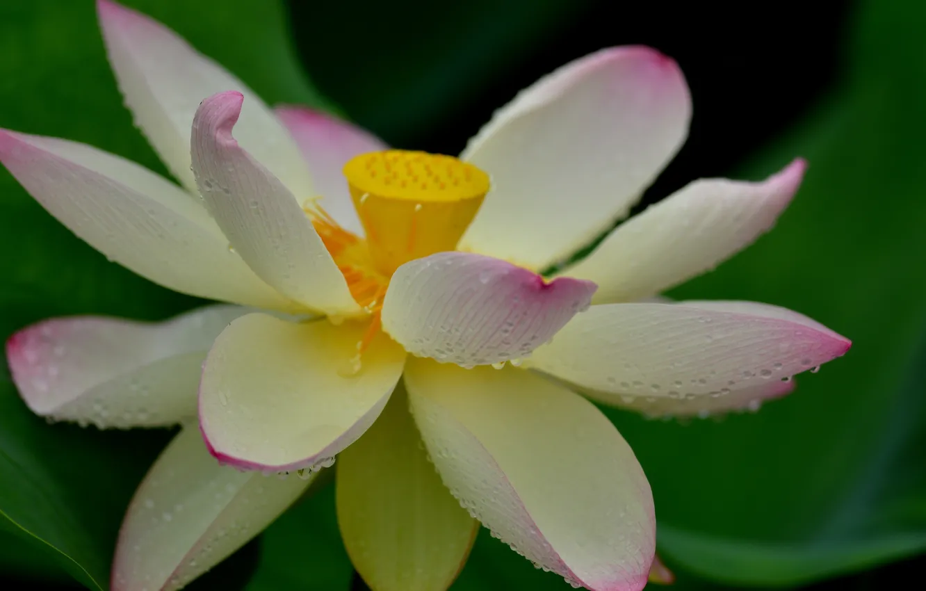 Photo wallpaper drops, flowers, petals, Lotus