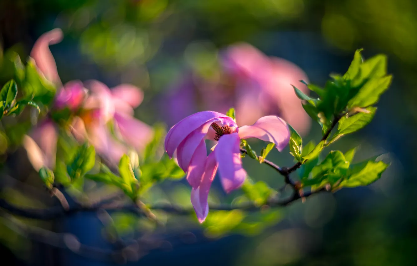 Photo wallpaper greens, light, flowers, branches, bright, blur, spring, petals