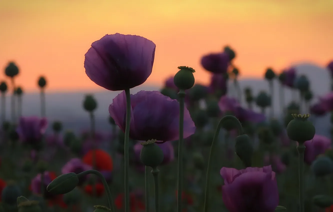 Photo wallpaper nature, Maki, the evening