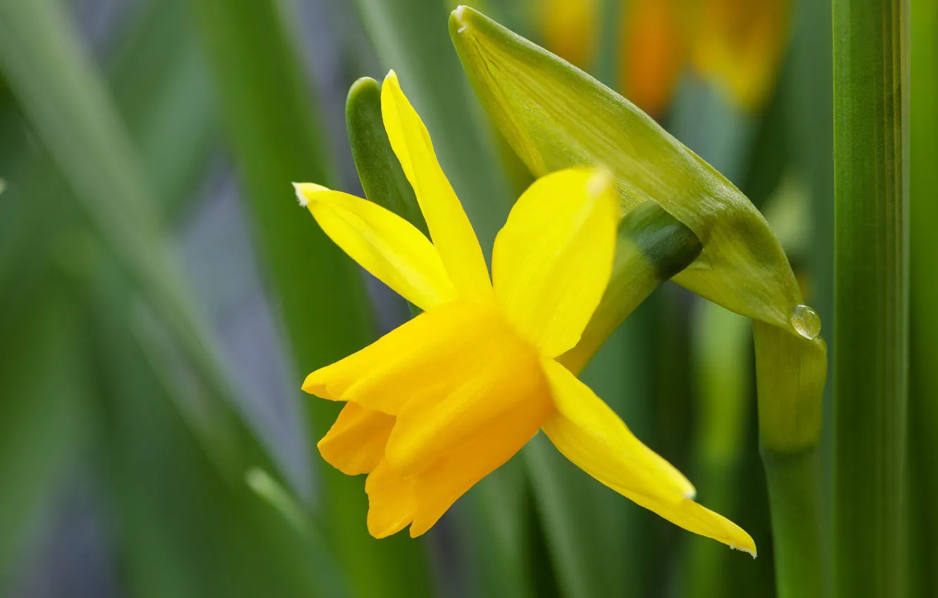 Photo wallpaper macro, yellow, Narcissus