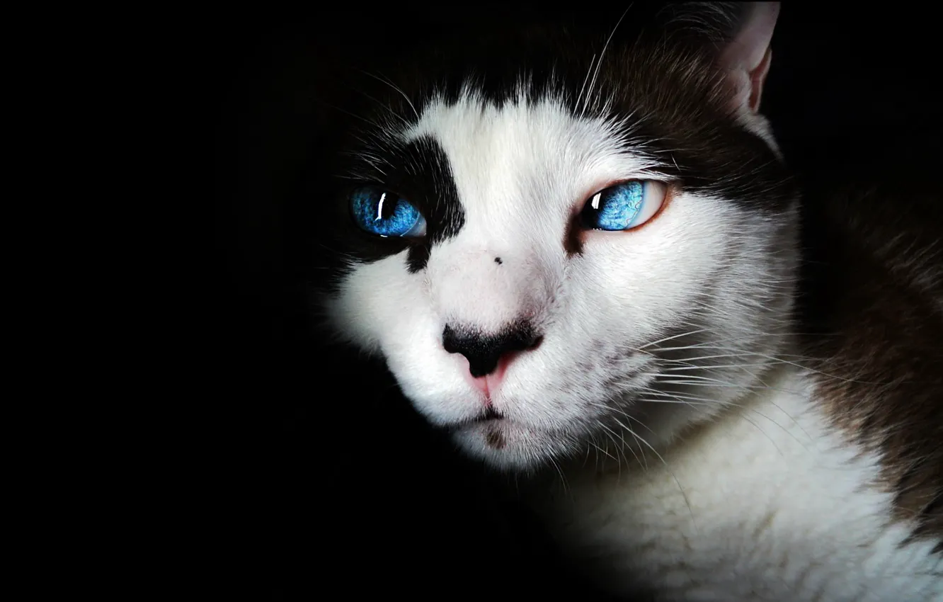 Photo wallpaper cat, spotted, portrait, Wallpaper from lolita777, face, black background, eyes, cat