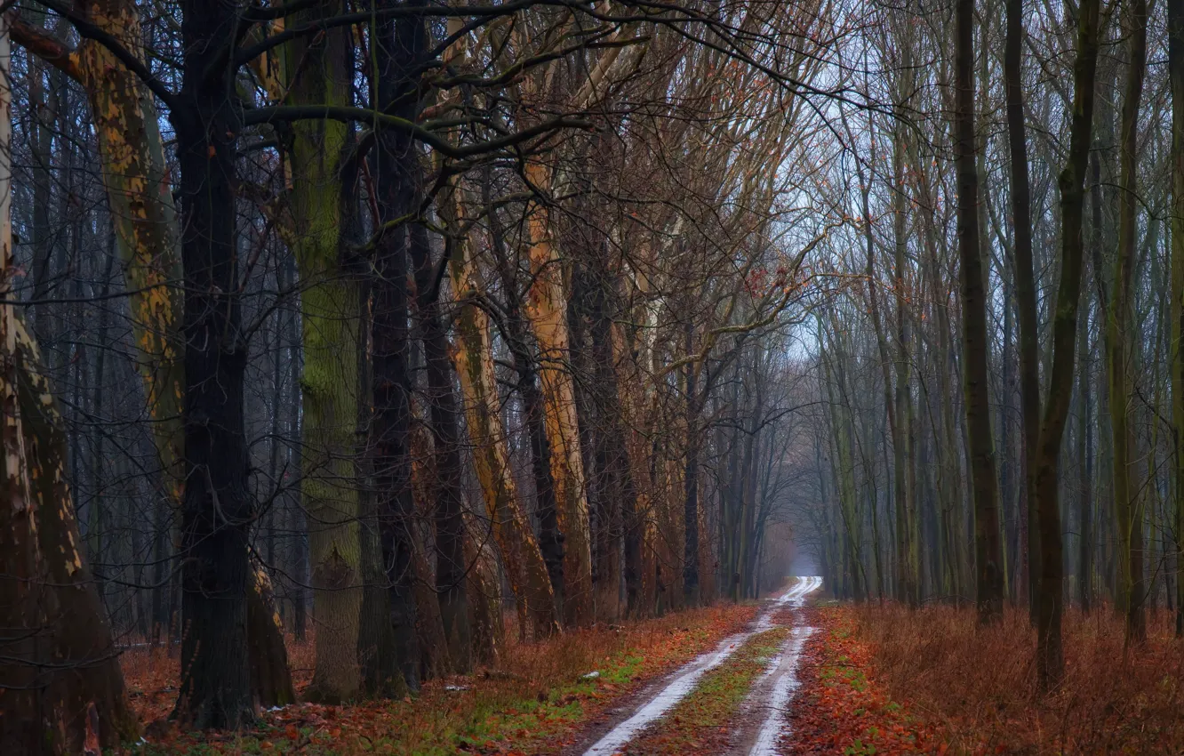 Photo wallpaper forest, trees, fog, the evening, Autumn, track, forest, trees
