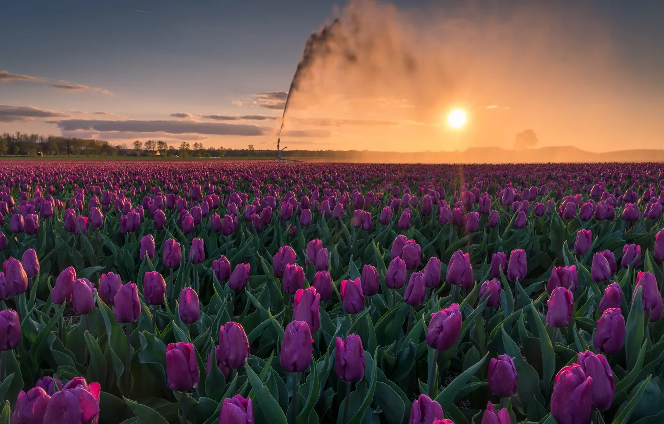 Photo wallpaper field, the sky, the sun, landscape, flowers, nature, morning, tulips