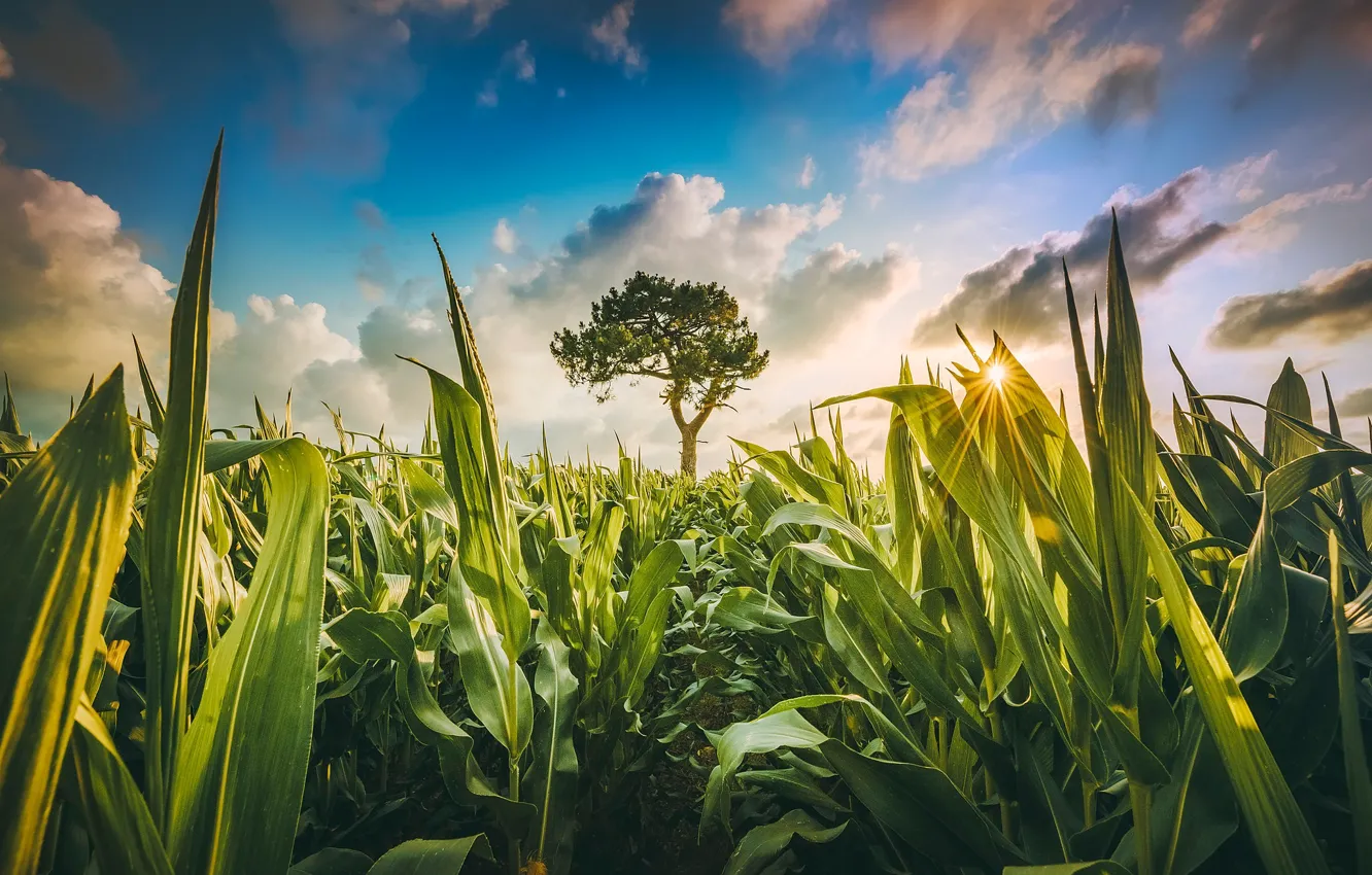 Photo wallpaper greens, field, the sky, the sun, clouds, trees, corn