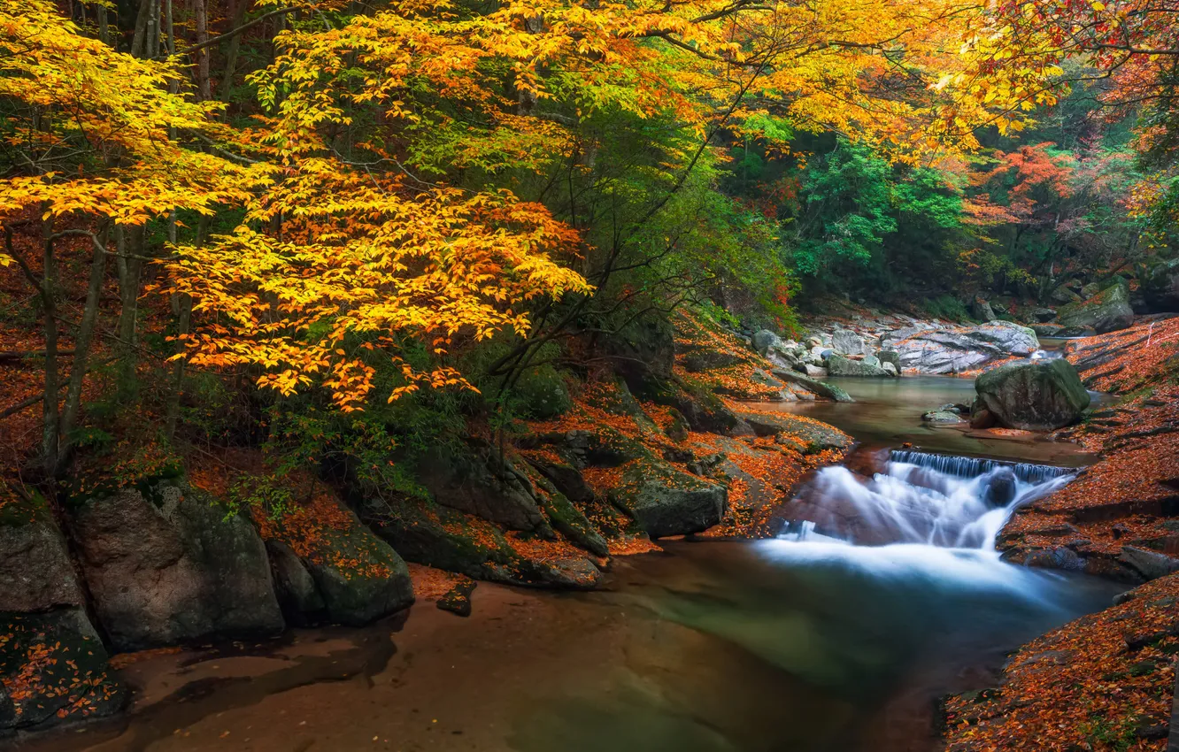 Photo wallpaper autumn, forest, nature, river, waterfall