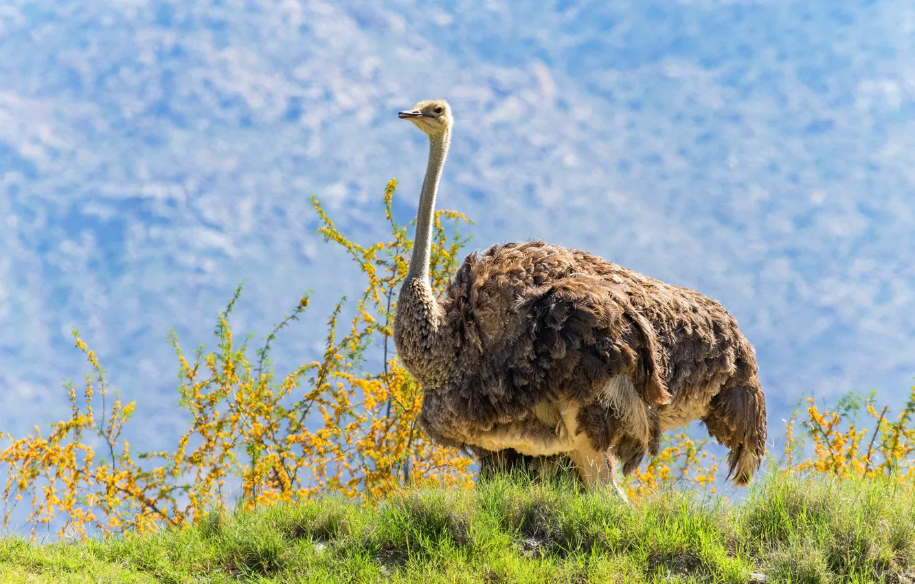 Photo wallpaper field, flowers, mountains, branches, nature, bird, ostrich, the bushes