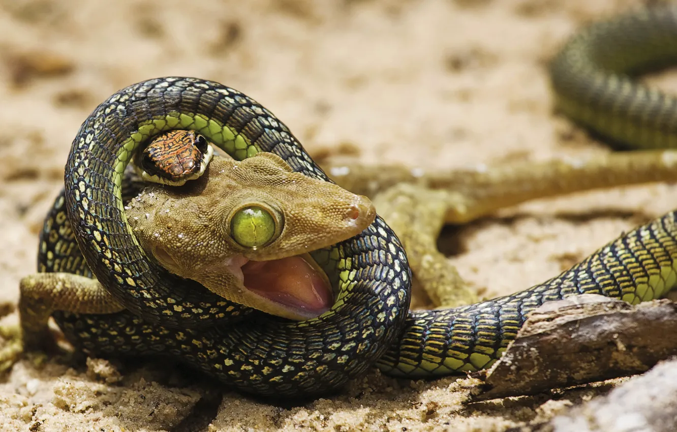 Photo wallpaper snake, fight, the situation, lizard, attack, fight