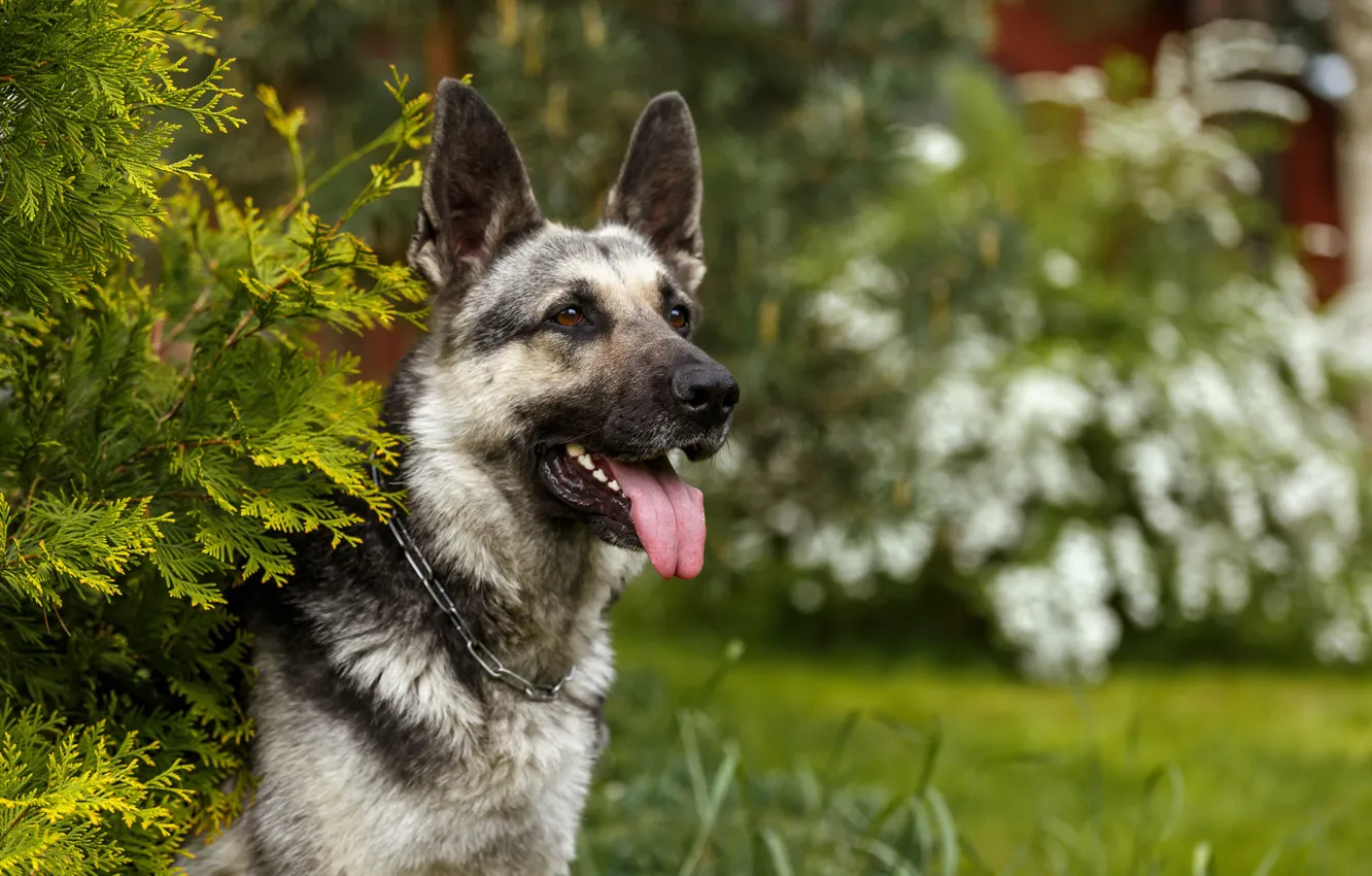 Photo wallpaper language, grass, branches, pose, dog, collar