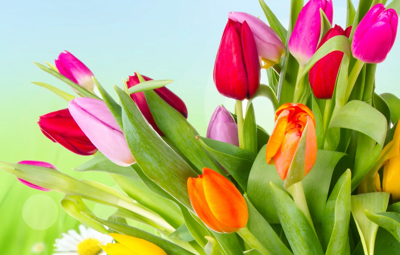 Photo wallpaper flowers, bright, beauty, petals, tulips, red, red, pink