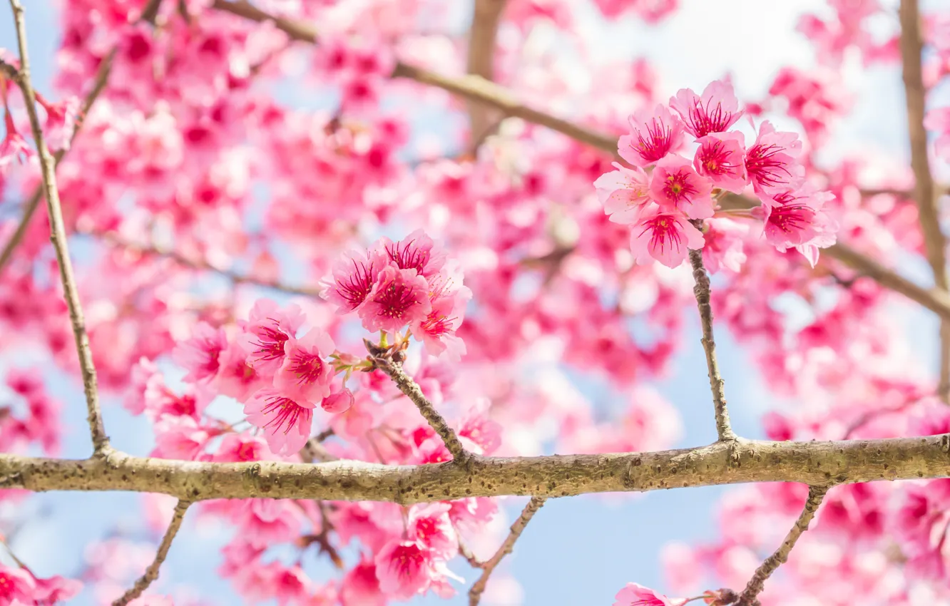 Photo wallpaper branches, spring, Sakura, flowering, pink, blossom, sakura, cherry