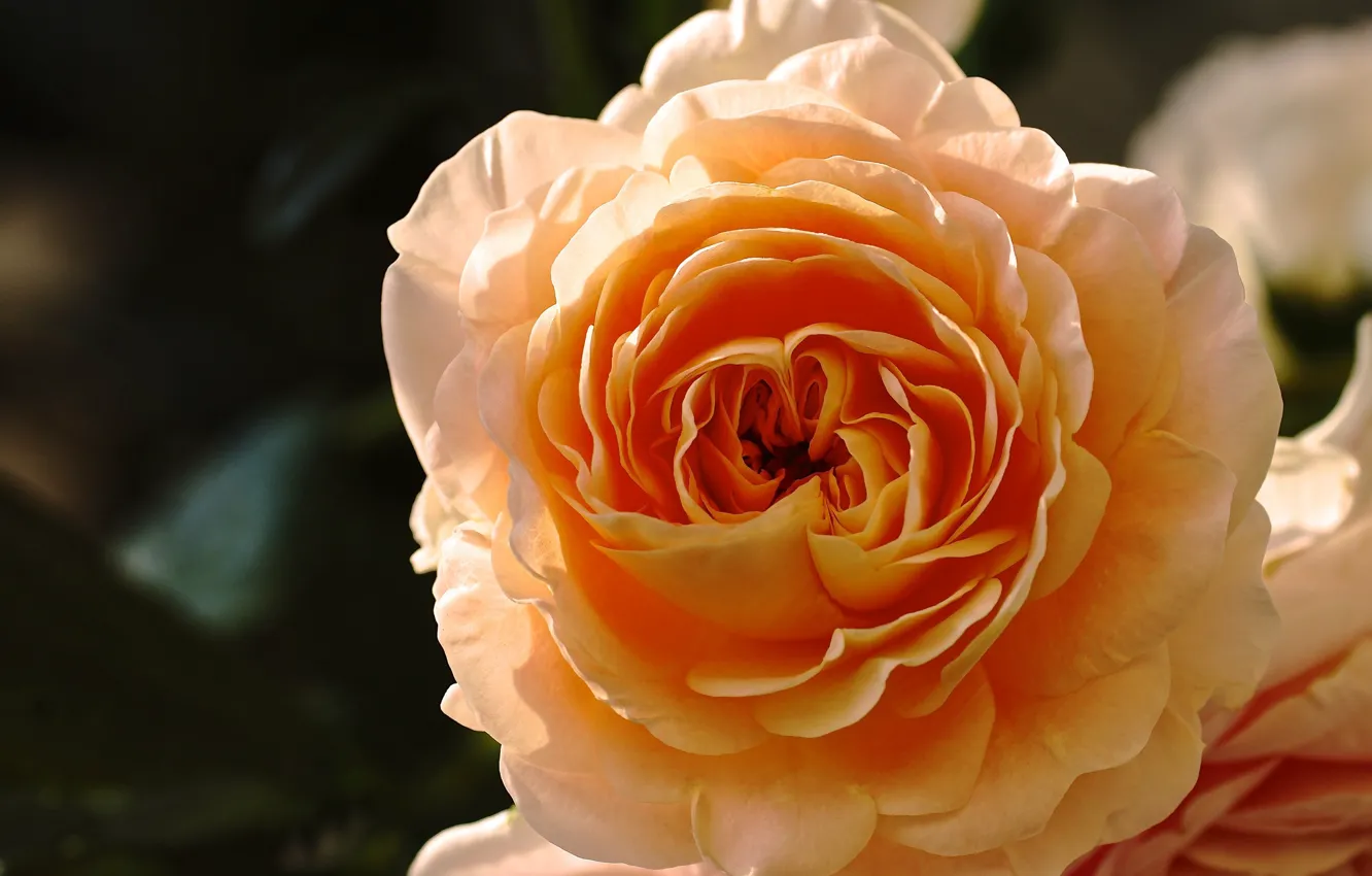 Photo wallpaper macro, roses, petals, buds, yellow rose