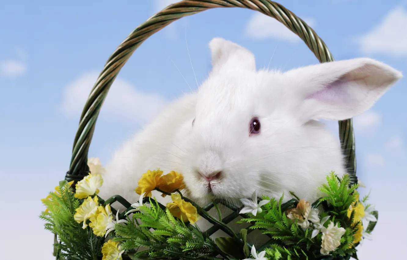 Photo wallpaper flowers, basket, rabbit, Easter, easter