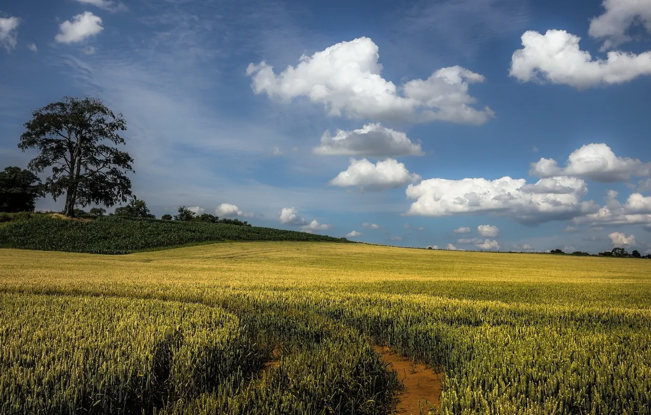 Photo wallpaper field, trees, landscape