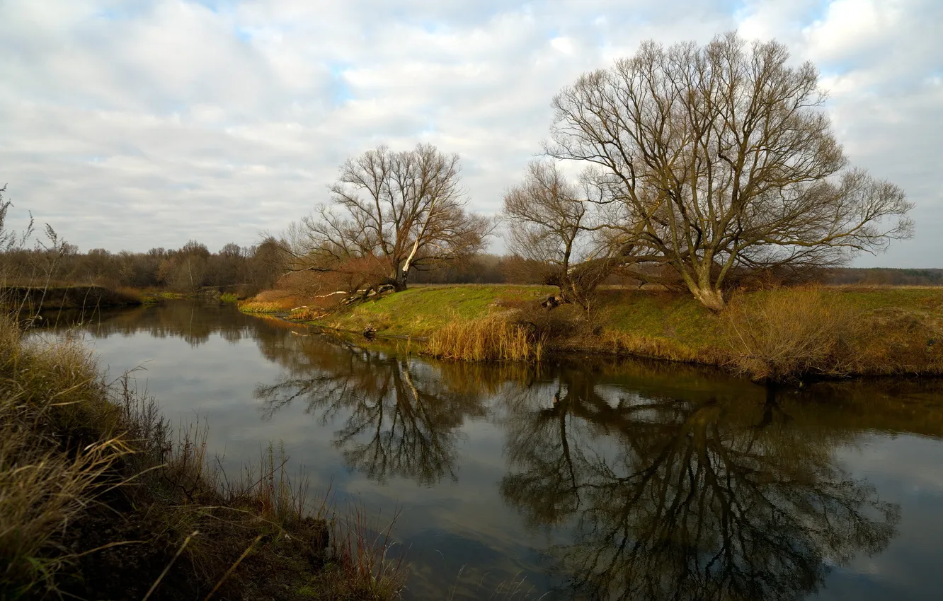 Photo wallpaper trees, landscape, river