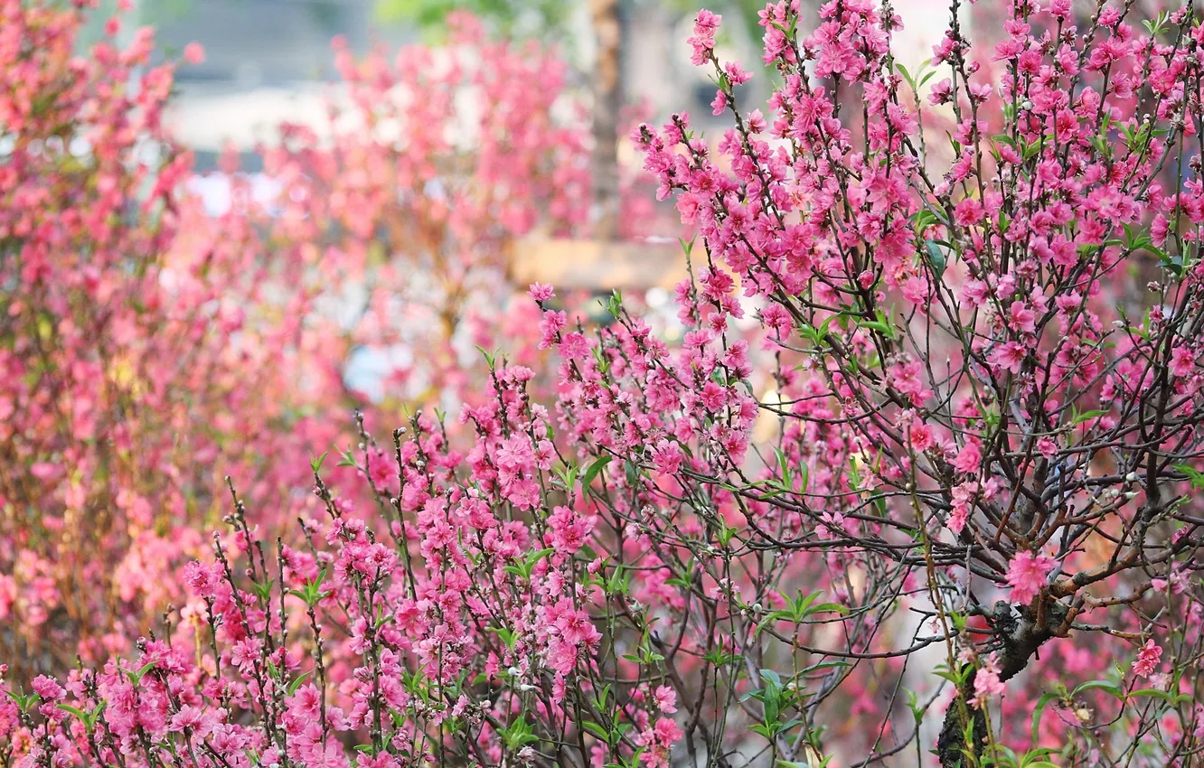 Photo wallpaper branches, pink, spring, flowering
