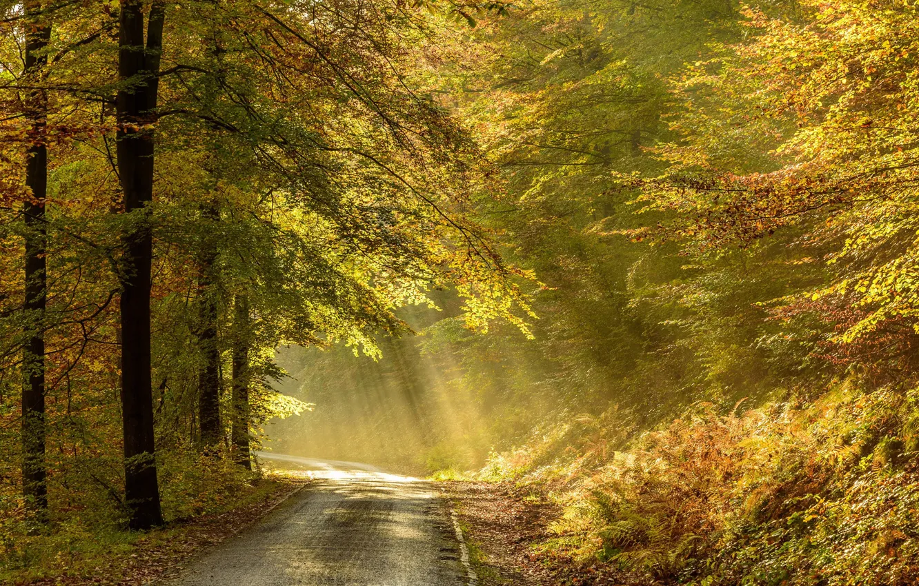Photo wallpaper road, autumn, Belgium, Ardenne