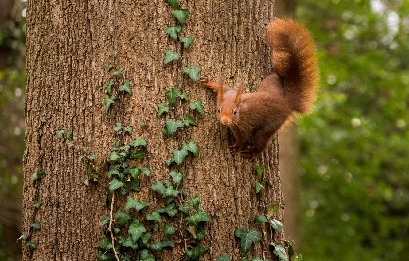 Photo wallpaper trees, pose, protein, tail, red, vines, ivy, dendrobates