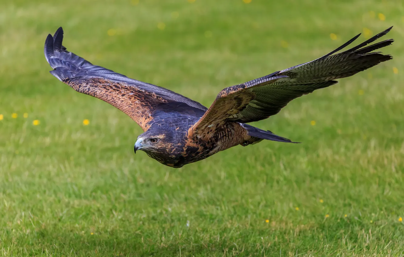 Photo wallpaper wings, hawk, Buzzard, Blue Eagle
