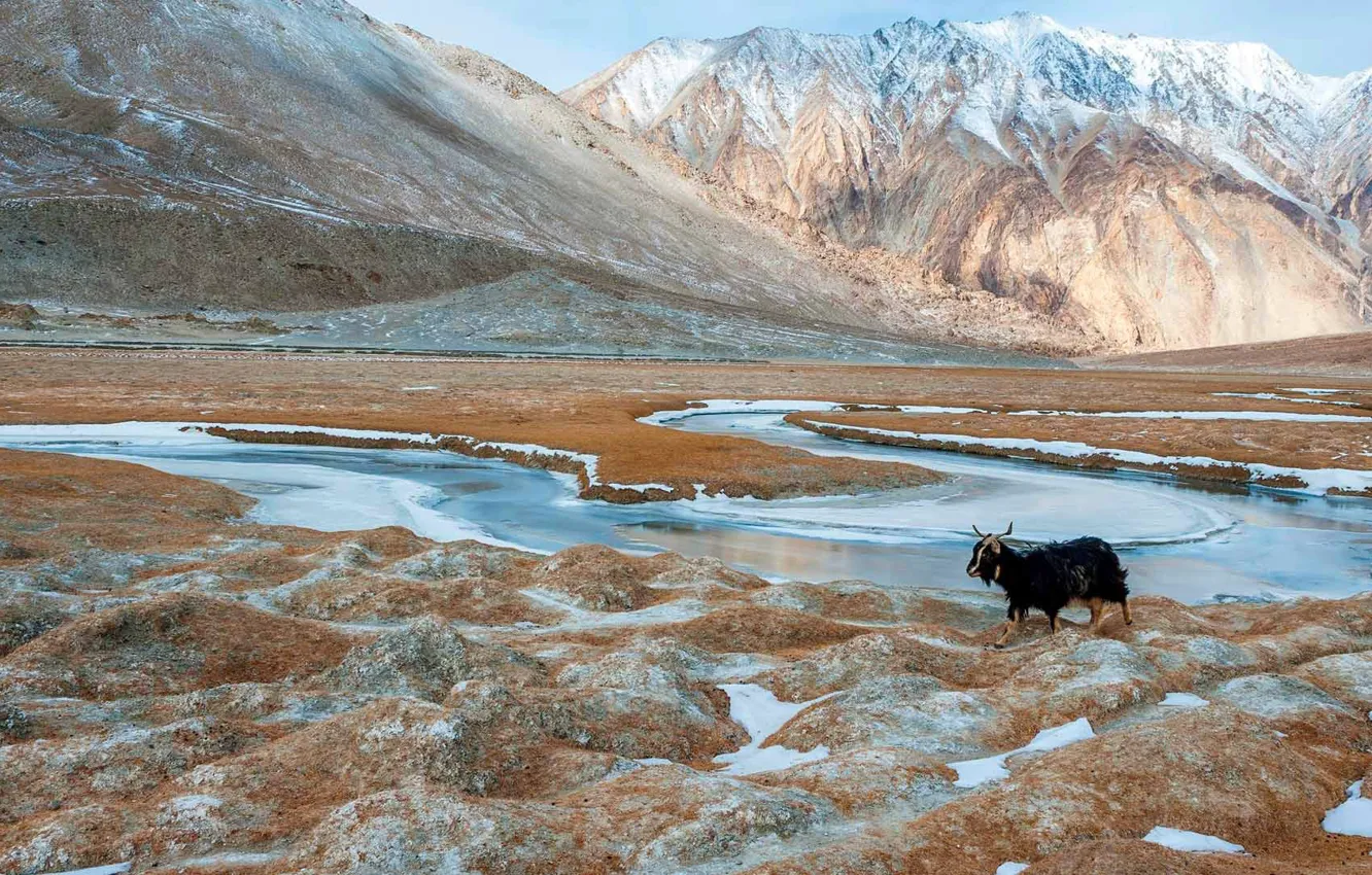 Photo wallpaper mountains, nature, India, horns, goat, Ladakh, chanchangi