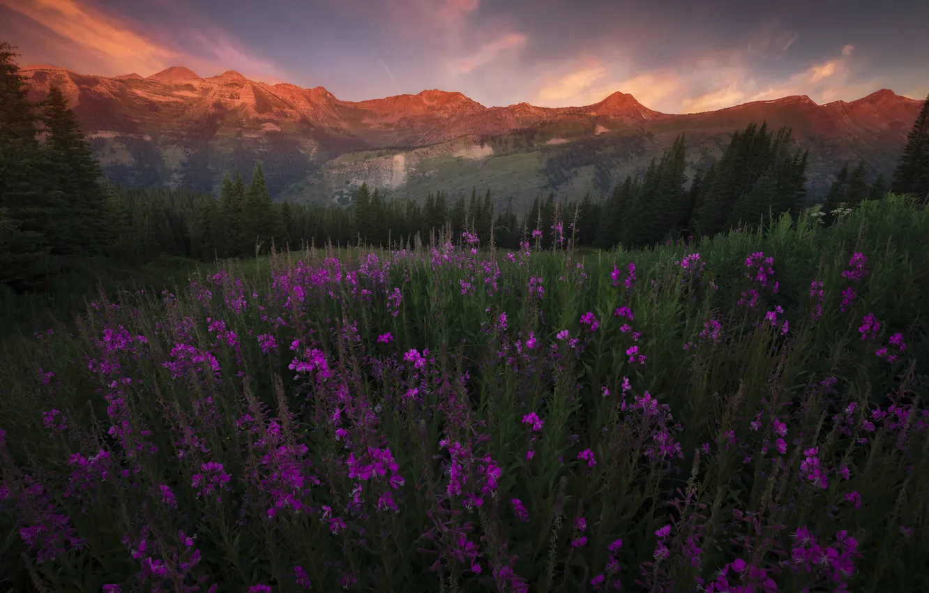 Photo wallpaper field, summer, flowers, Ivan-tea
