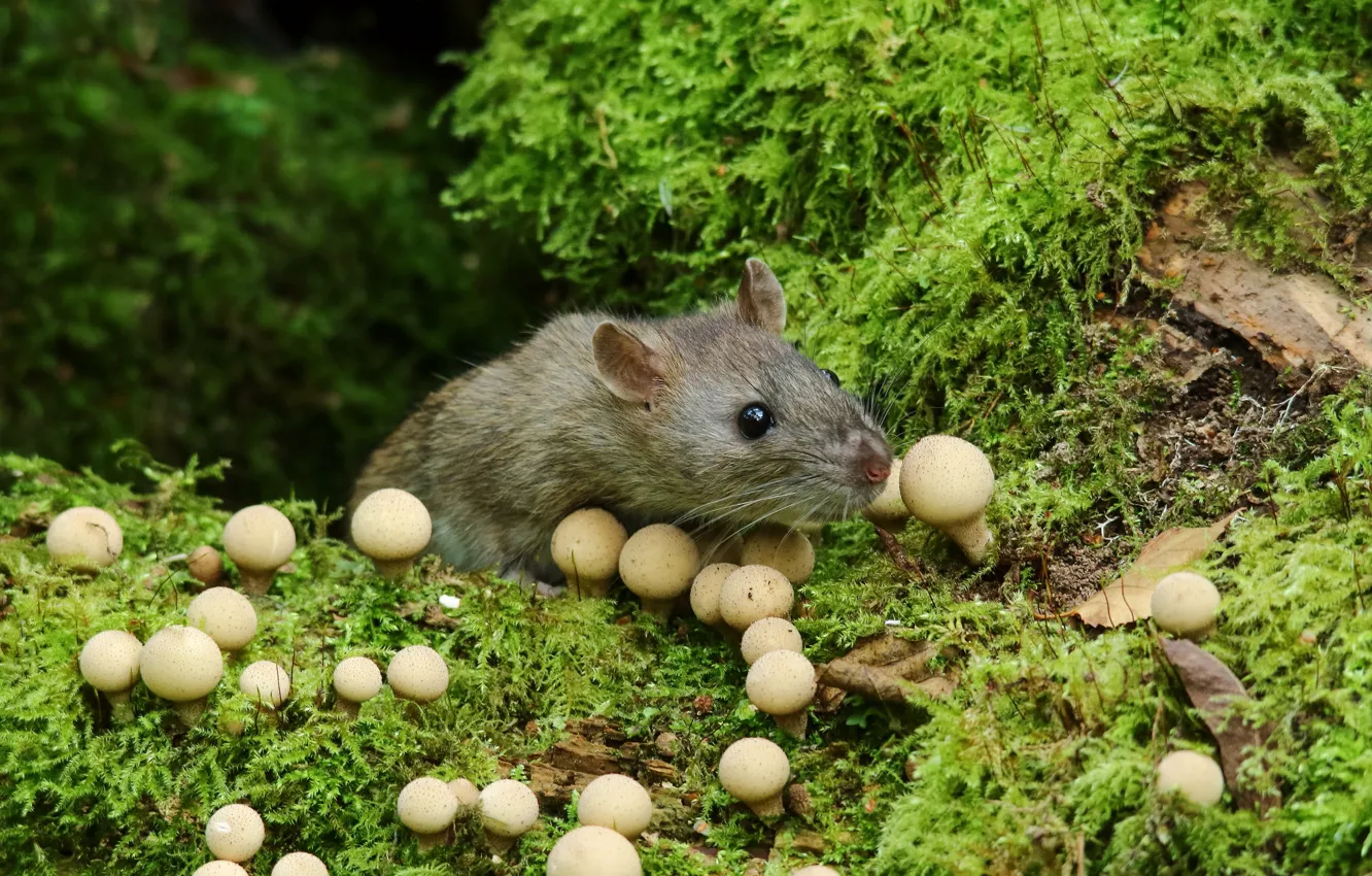 Photo wallpaper macro, nature, mushrooms, moss, mouse, muzzle, field, rat