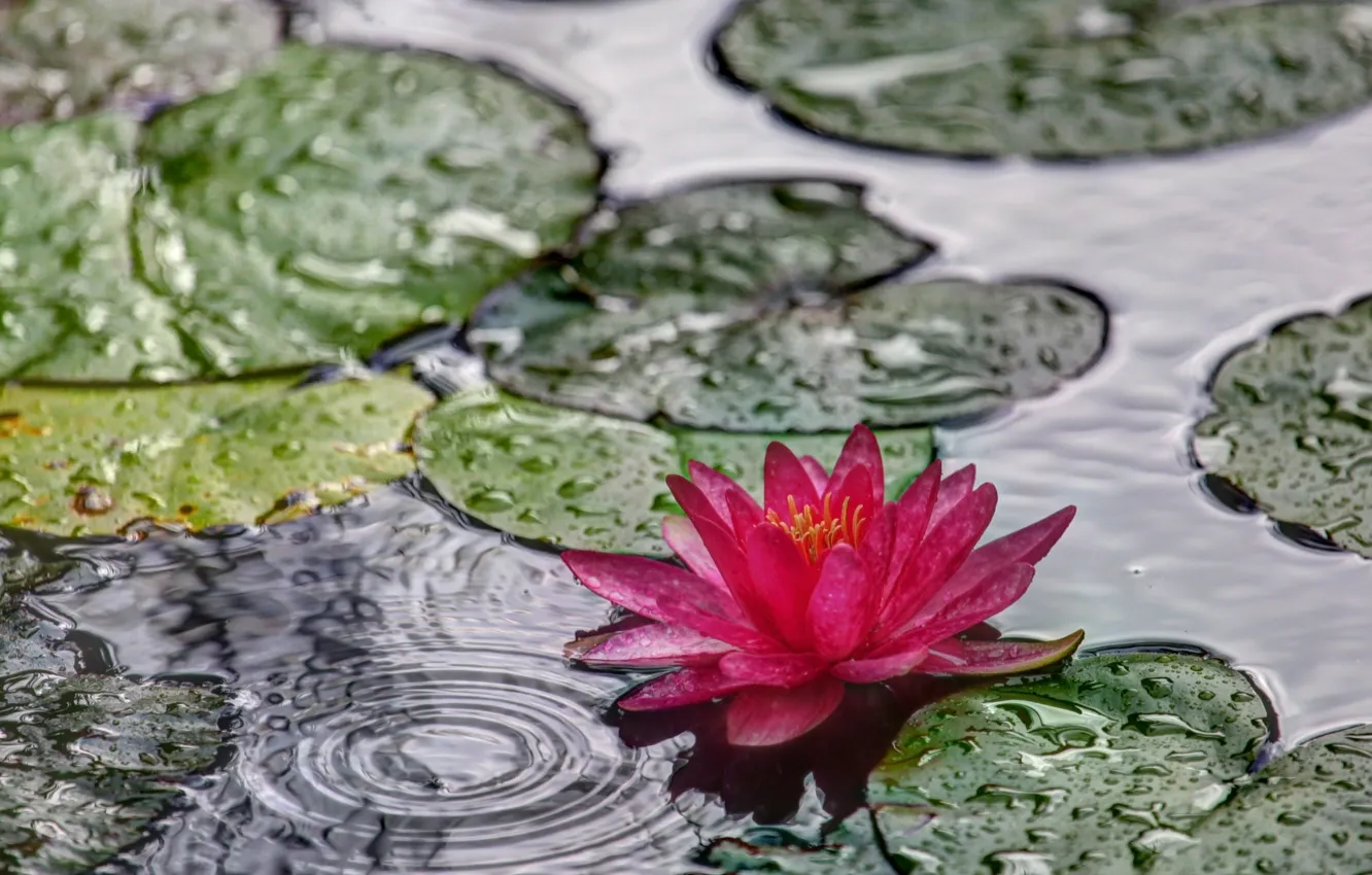 Photo wallpaper leaves, water, Lily