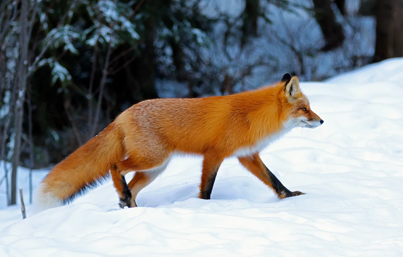 Photo wallpaper winter, forest, snow, nature, pose, Fox, the snow, profile