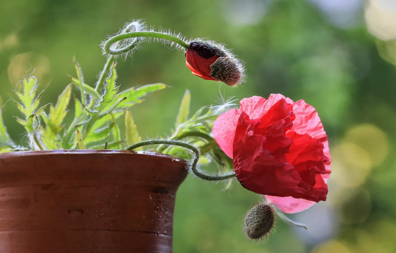 Photo wallpaper macro, Mac, buds