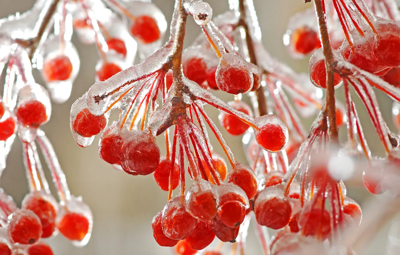 Photo wallpaper winter, macro, branches, berries, ice, frost, red, cold