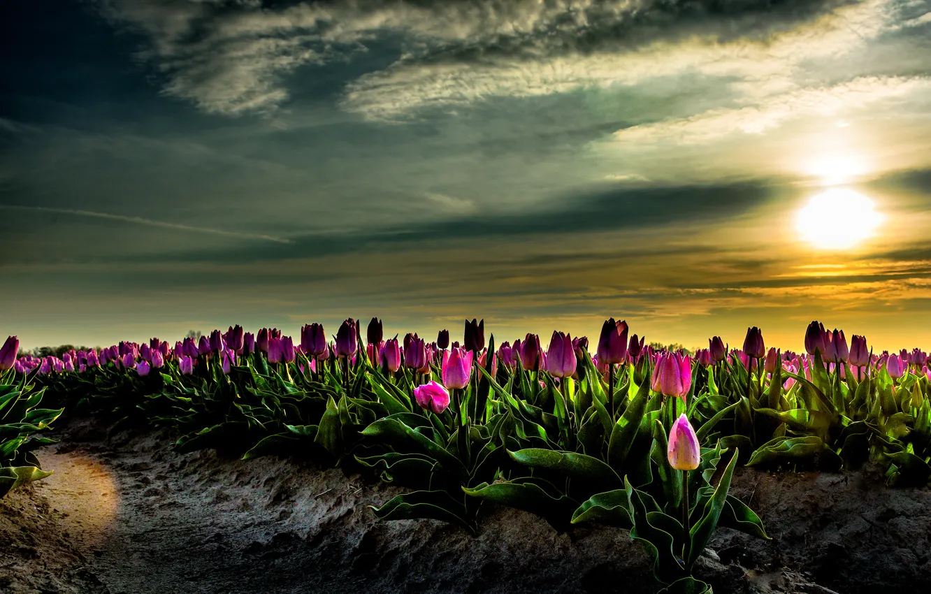 Photo wallpaper field, the sky, the sun, dawn, tulips, Netherlands