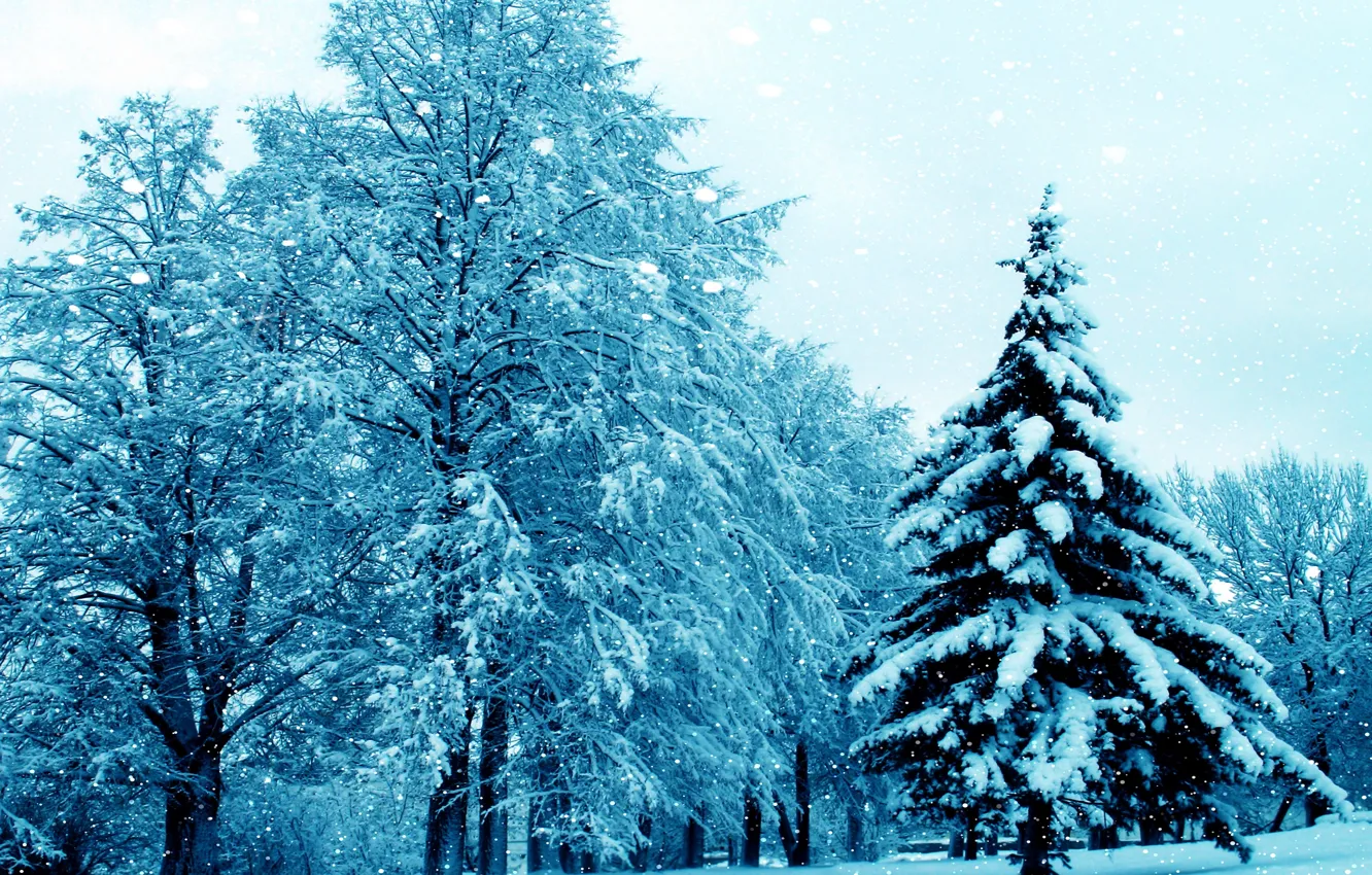 Photo wallpaper winter, snow, trees, nature, beautiful, tree, 2015