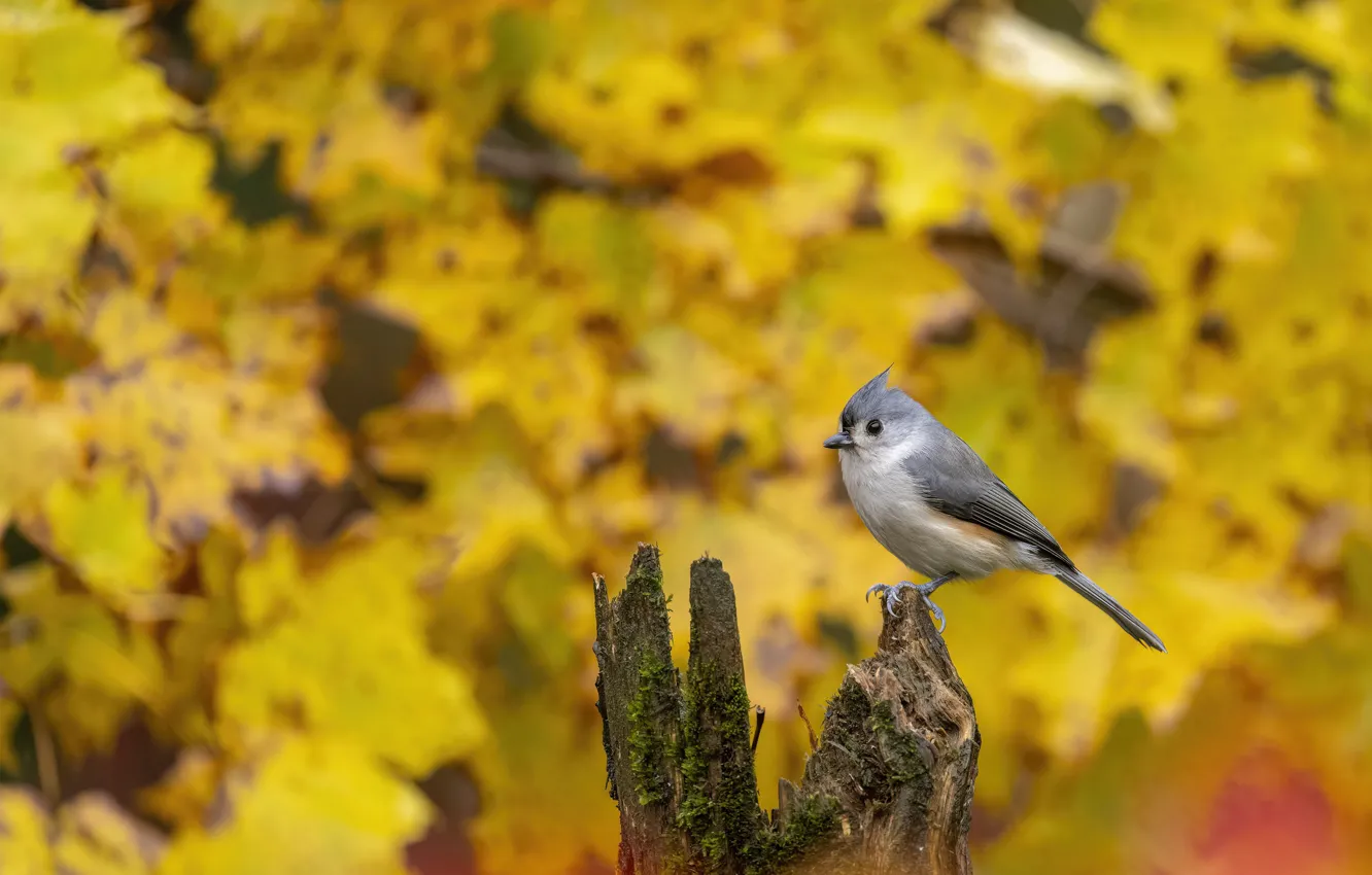 Photo wallpaper autumn, nature, bird, foliage, yellow background, bokeh, tit, long-tailed tit