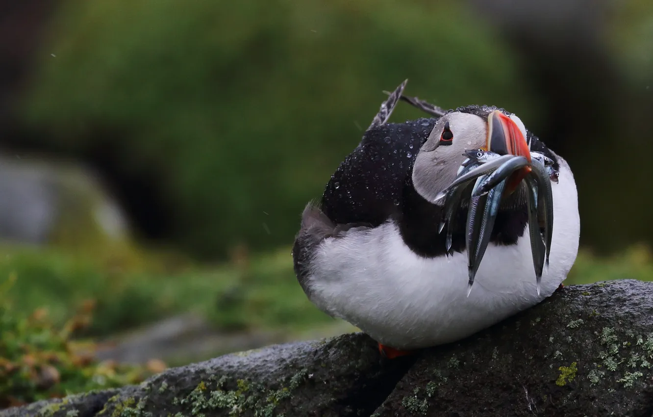 Photo wallpaper nature, bird, fish, stalled, catch