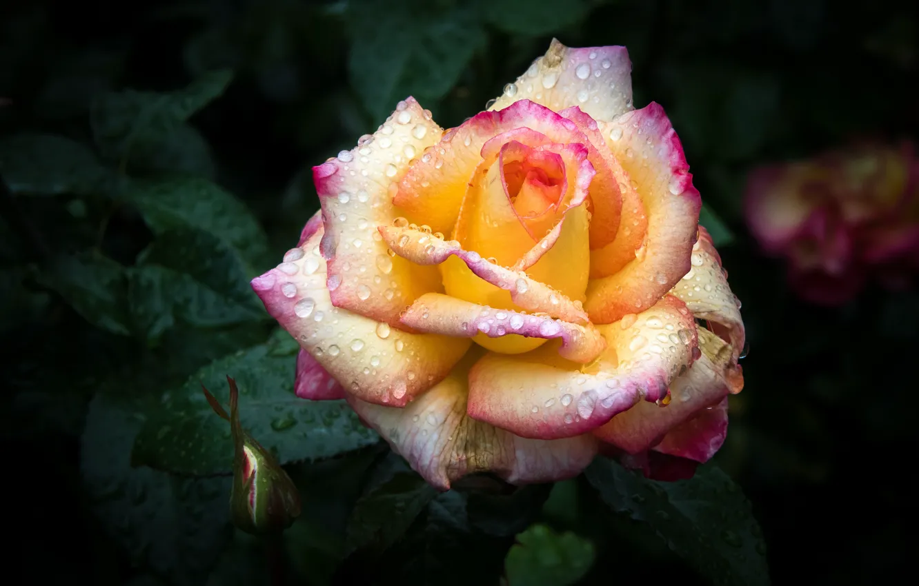 Photo wallpaper drops, flowers, orange, yellow, droplets, the dark background, roses, buds