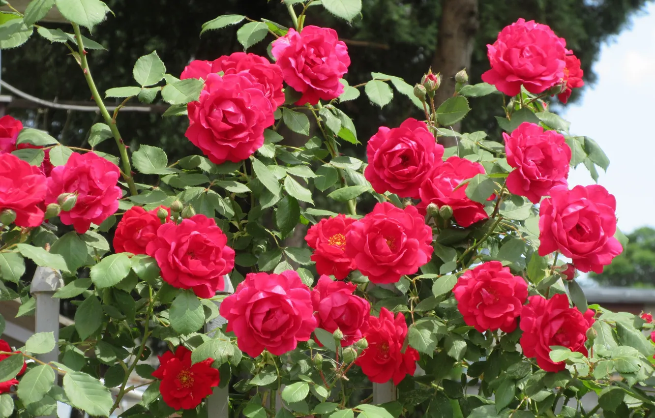 Photo wallpaper flowers, red, roses, the bushes, Mamala ©, Summer 2018