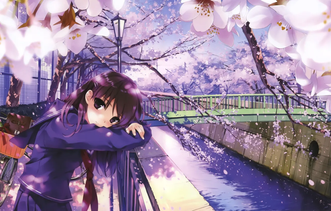 Photo wallpaper Bridge, Look, Sakura, Tenderness
