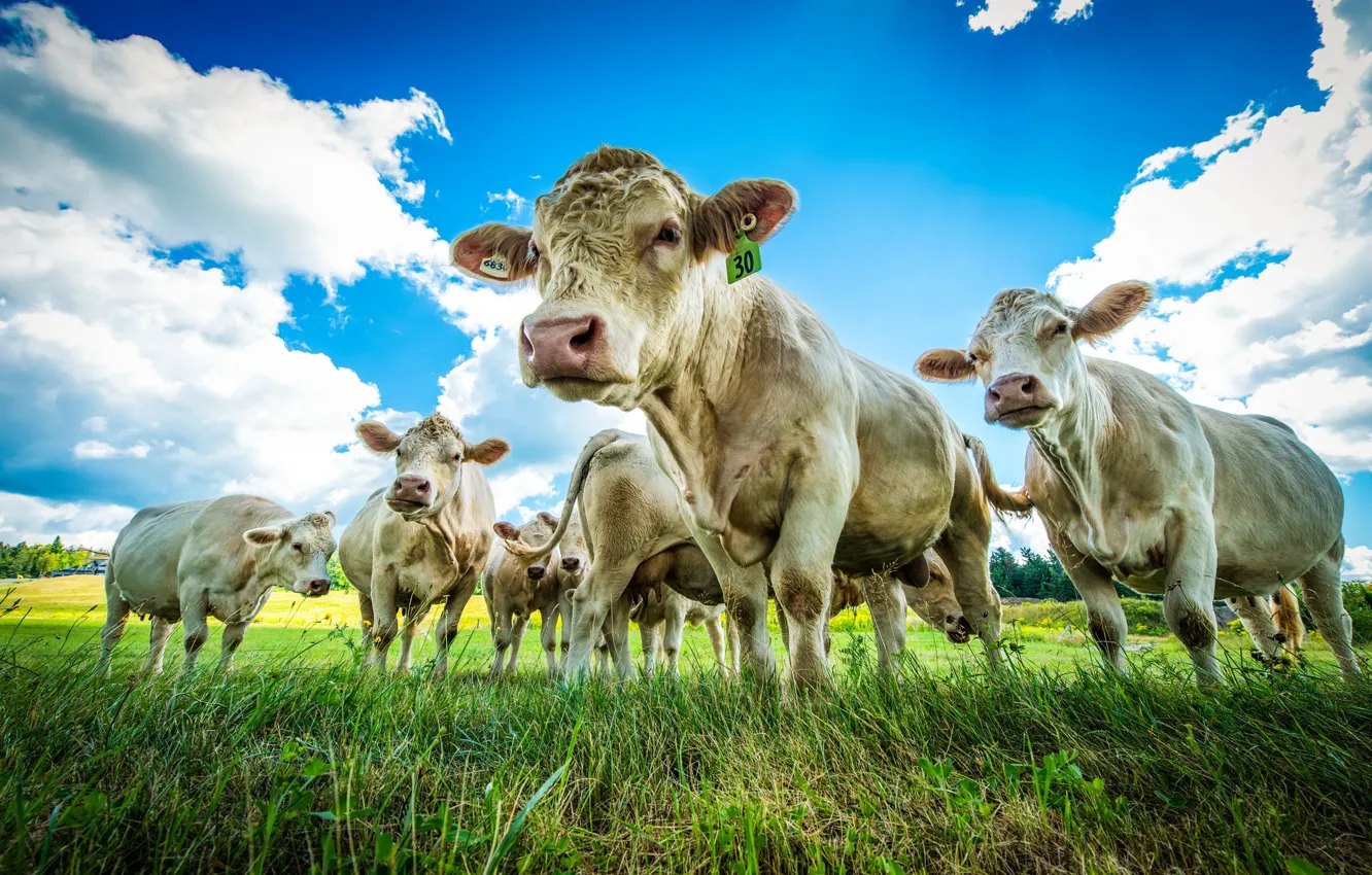 Photo wallpaper summer, nature, cattle