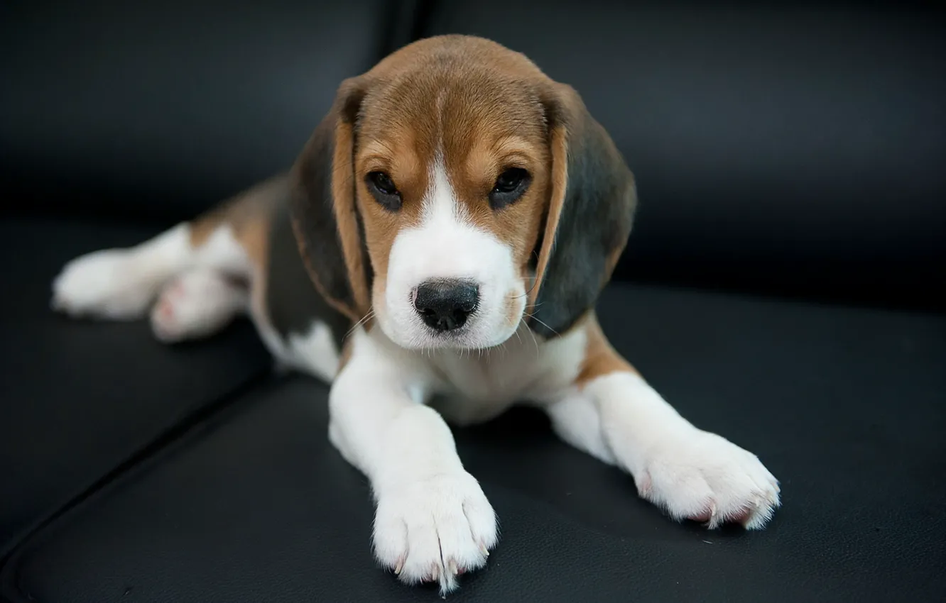 Photo wallpaper look, each, dog, Beagle