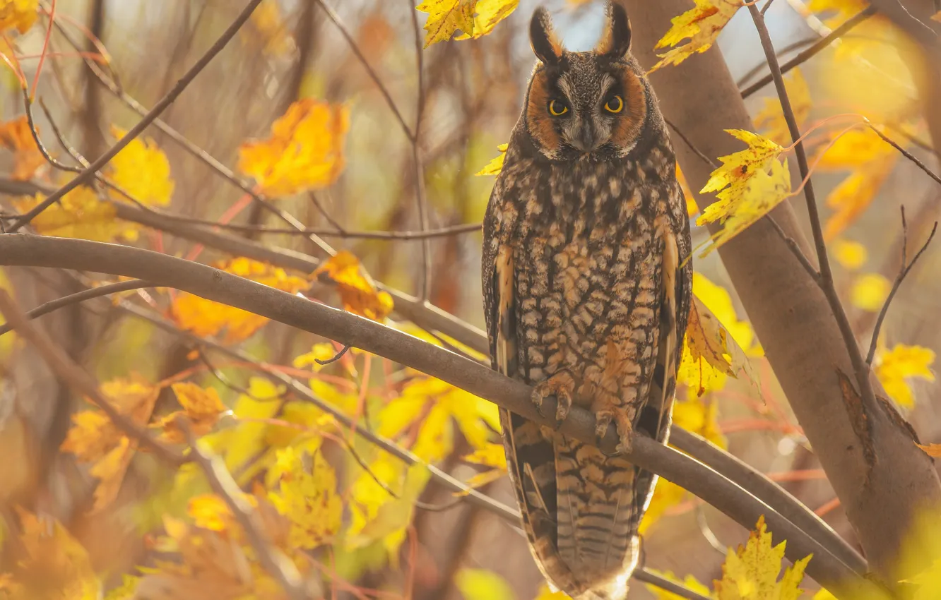 Photo wallpaper autumn, look, leaves, light, trees, branches, owl, bird