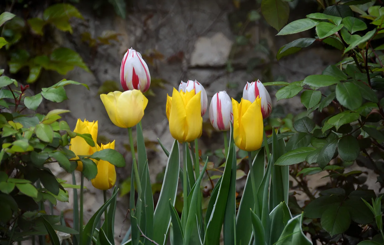 Photo wallpaper spring, tulips, tulips, spring