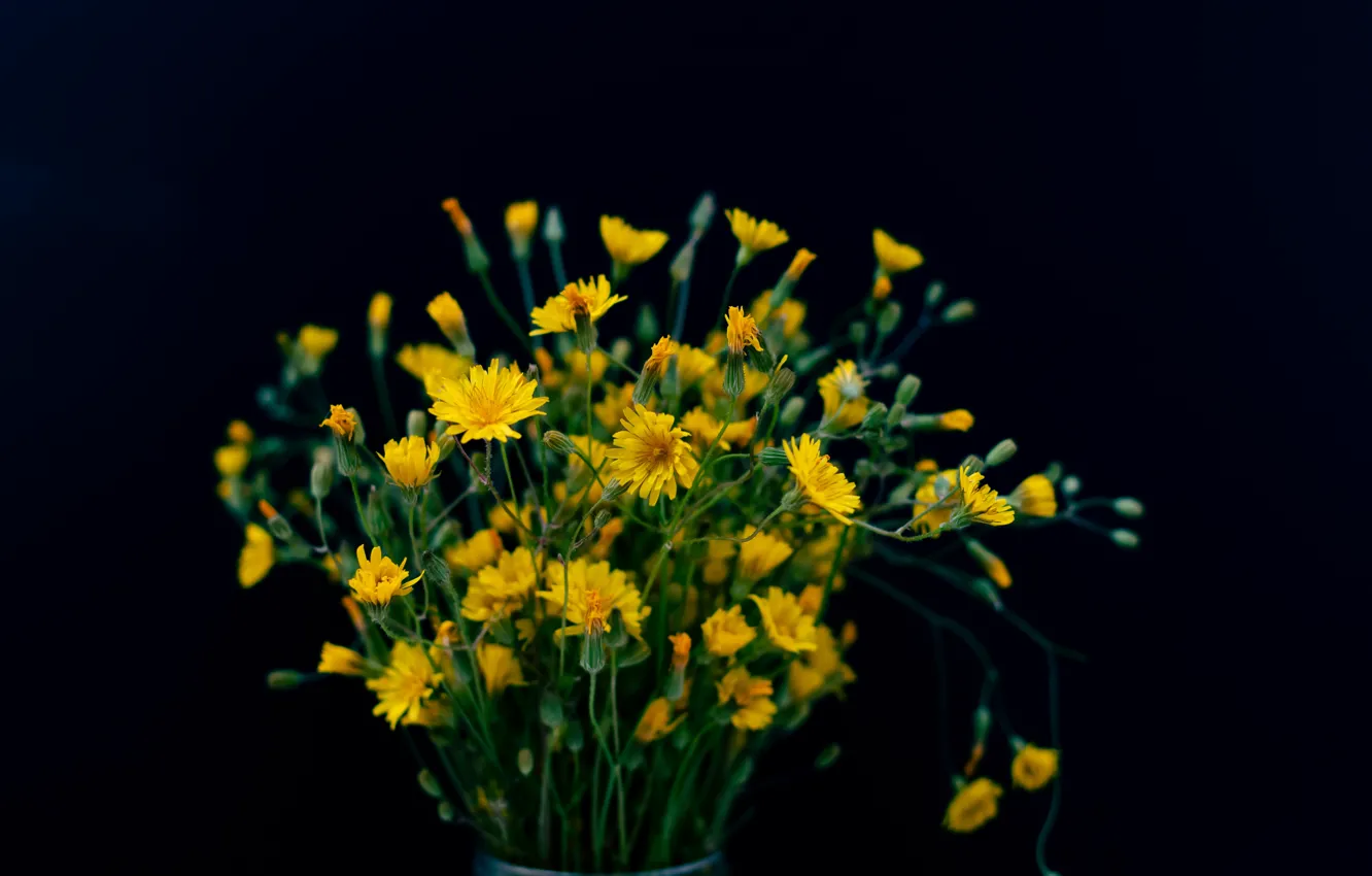 Photo wallpaper flowers, nature, Daisy, wildflowers, beautiful flowers, yellow flowers, yellow flowers, field chamomile