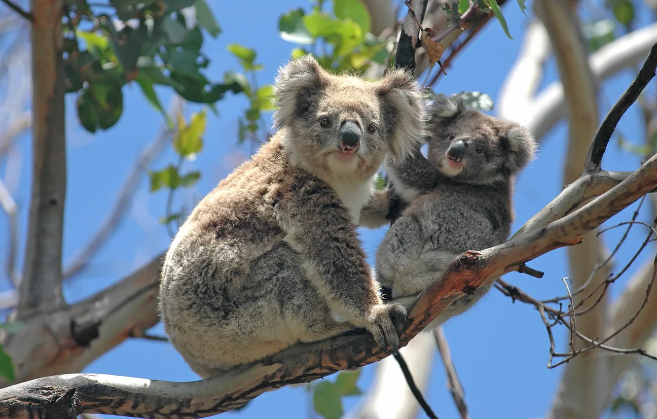 Photo wallpaper the sky, look, leaves, light, trees, branches, nature, pose