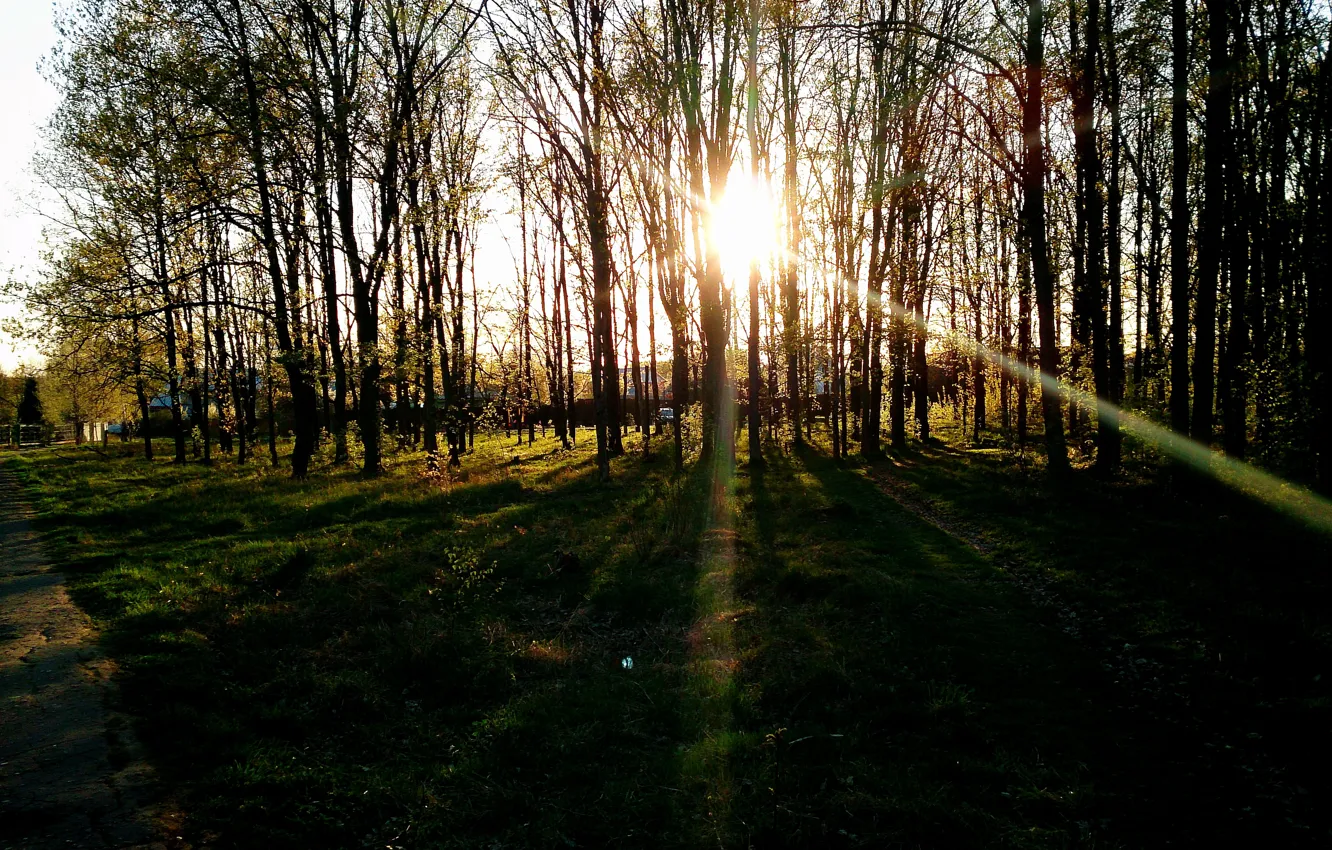 Photo wallpaper forest, the sun, sunset