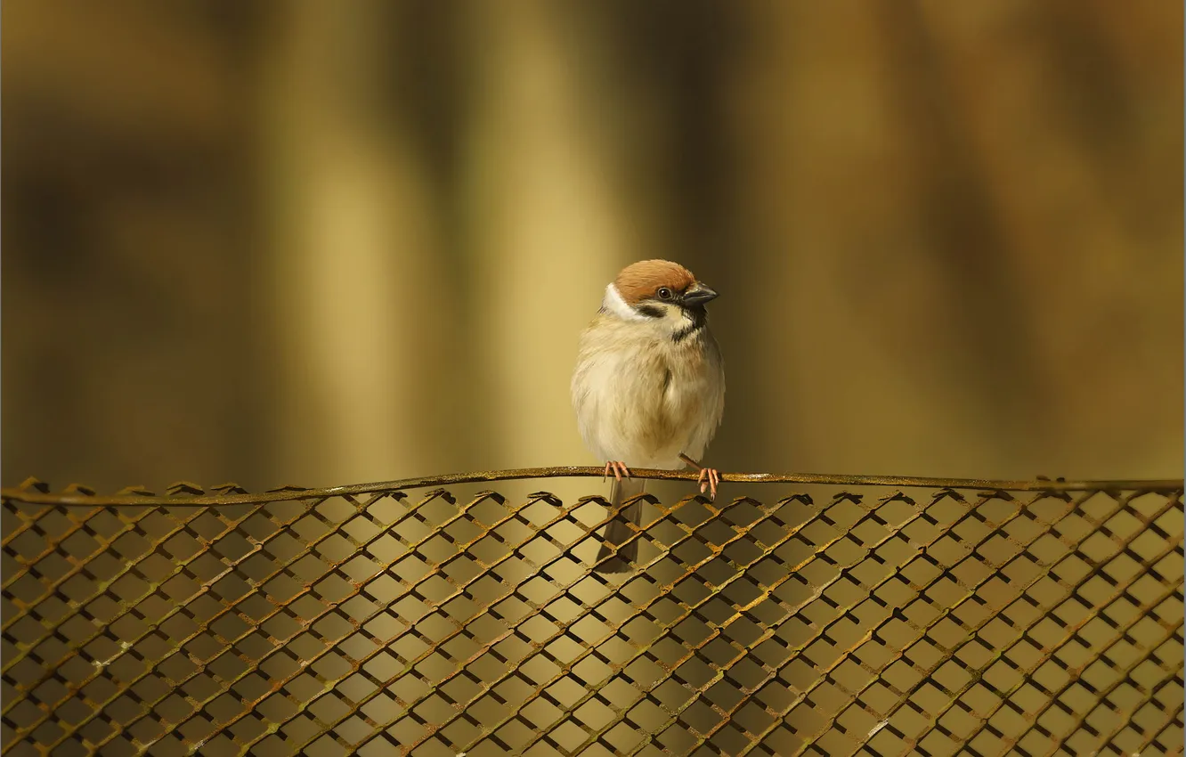 Photo wallpaper bird, the fence, grille, art, Sparrow